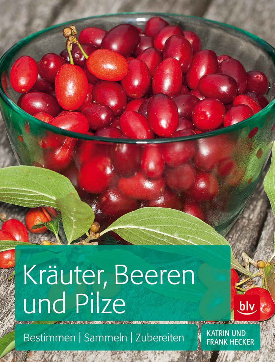 Buch 'Kräuter Beeren und Pilze', Bestimmen, Sammeln, Zubereiten günstig bestellen