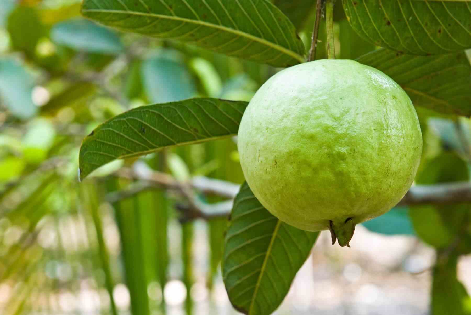 Création de votre jardin exotique 6 plantes emblématiques