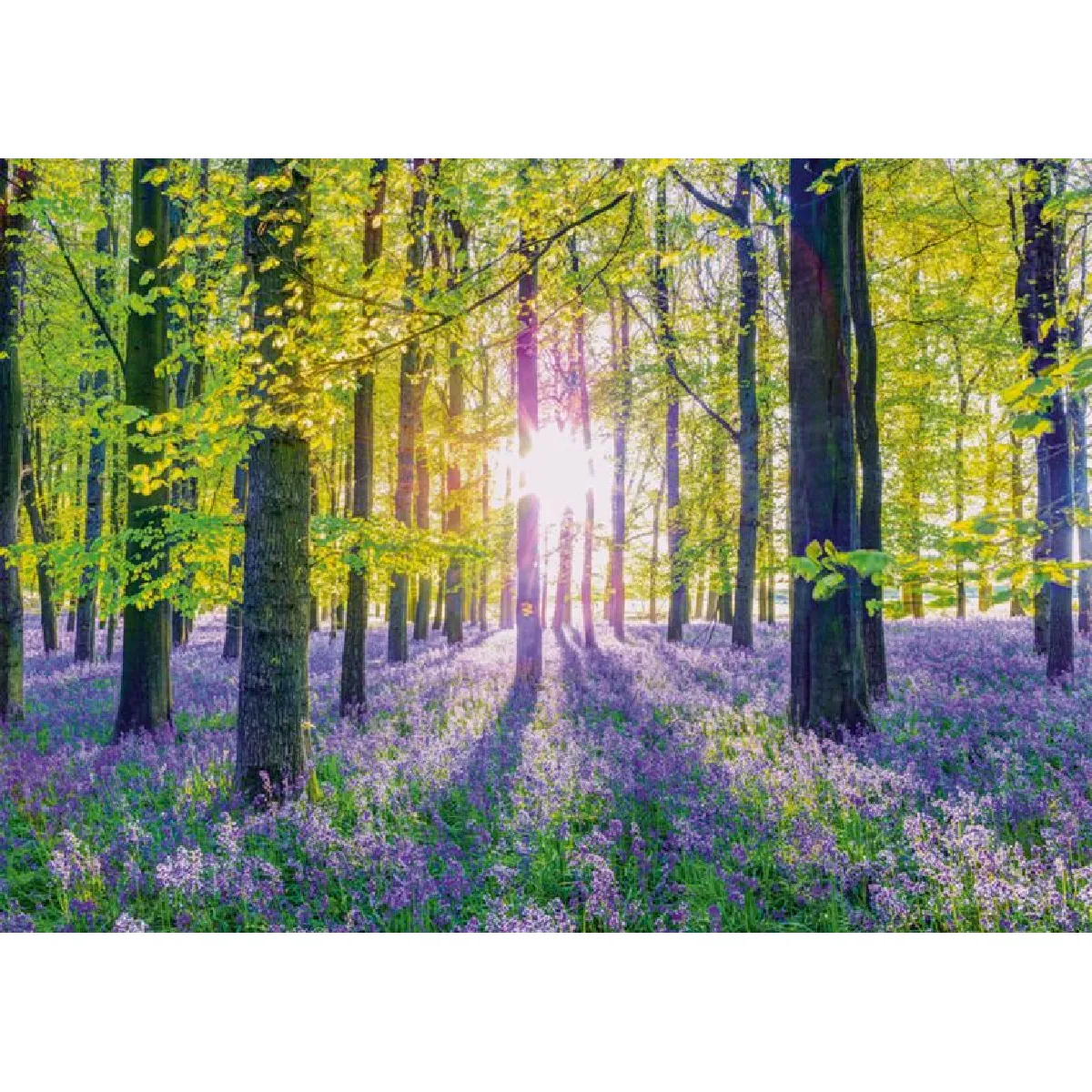 Schmidt Spiele Puzzle 1000 pcs Tapis de campanules dans les bois