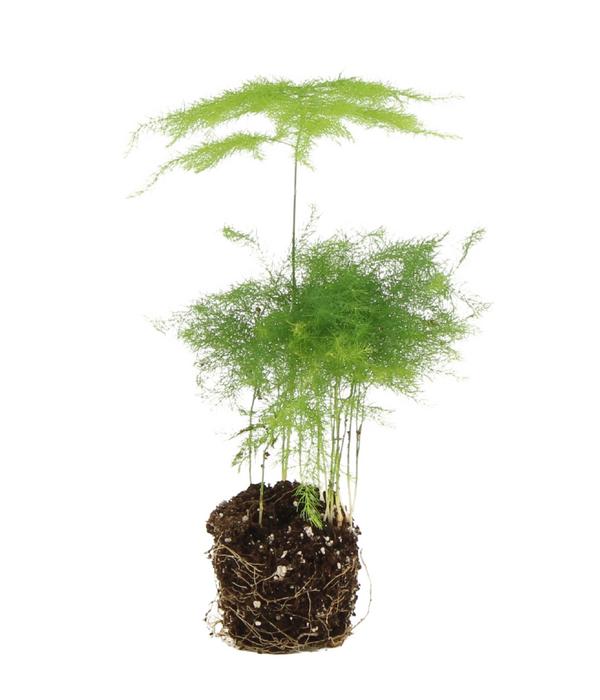 Flaschengarten DIY-Set Tropisches Paradies,