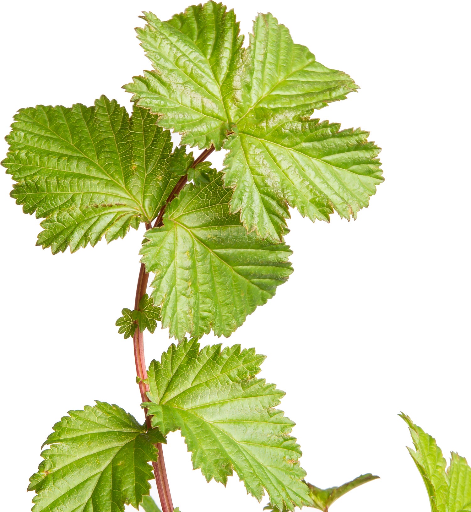 Moerasspirea (Filipendula ulmaria) D 11 H 10 cm