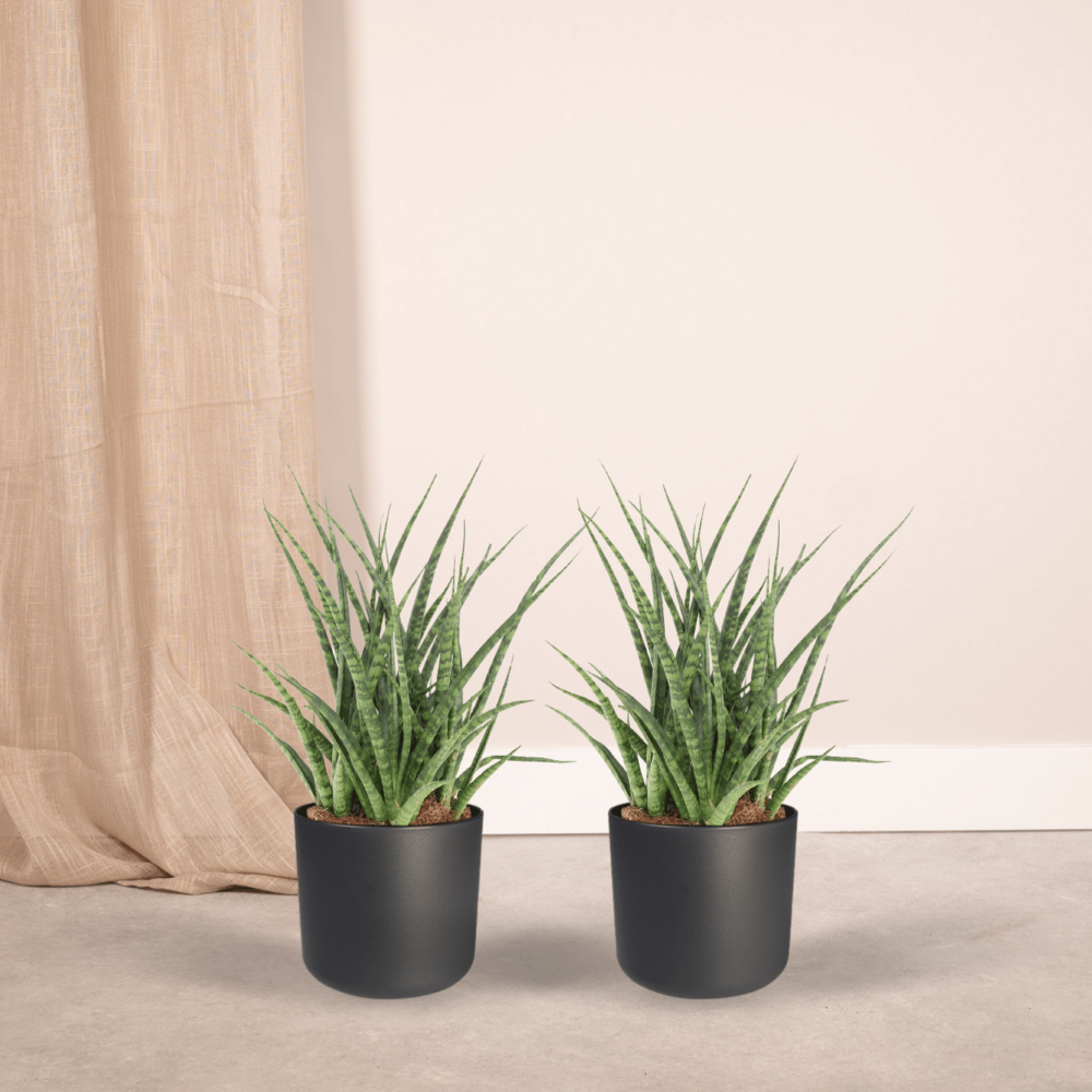 Plante d'intérieur - sansevieria fernwood punk - lot de 2 30cm