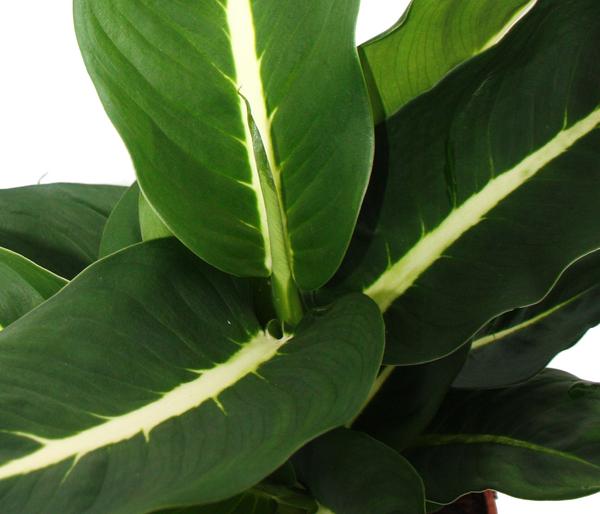 Dieffenbachien-Set - Dieffenbachia, 3-teilig