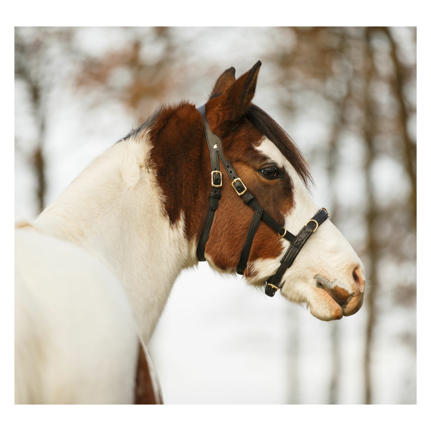 Sabro Kappzaum Light  - schwarz - Pony
