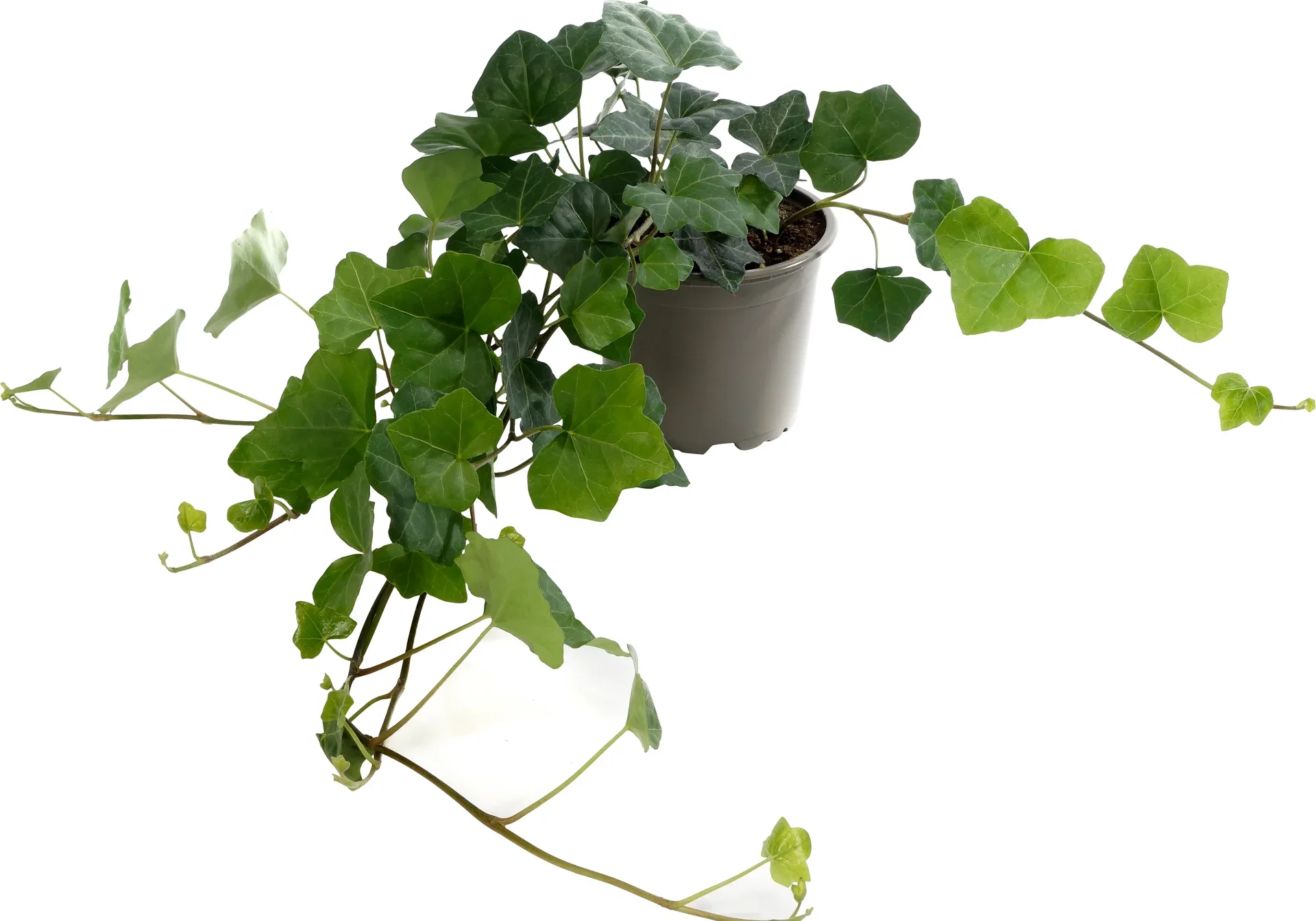 Hedera helix 'Hestor' Eføy Høyde 25 cm