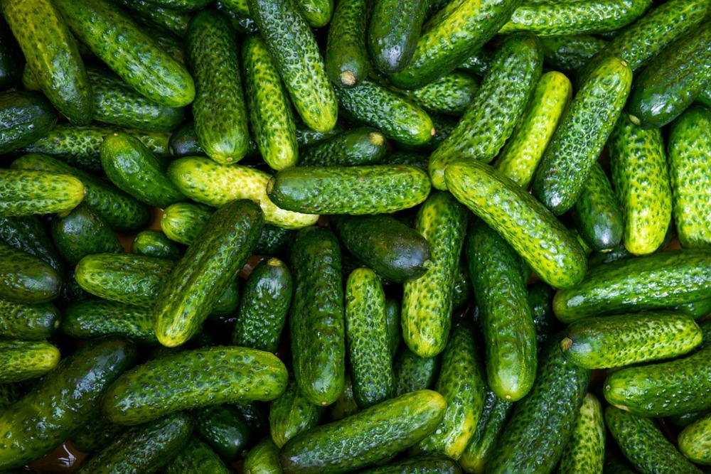 Sachet de graines de cornichon vert petit de paris - sachet de 3 grammes - petite entreprise française - made in france
