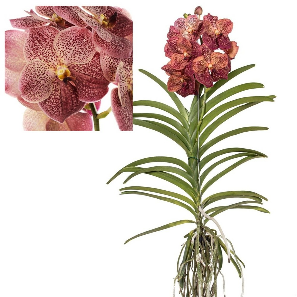 Vanda leopard coral - orchidée tropicale - orchidée en fleur - hauteur 80-90cm