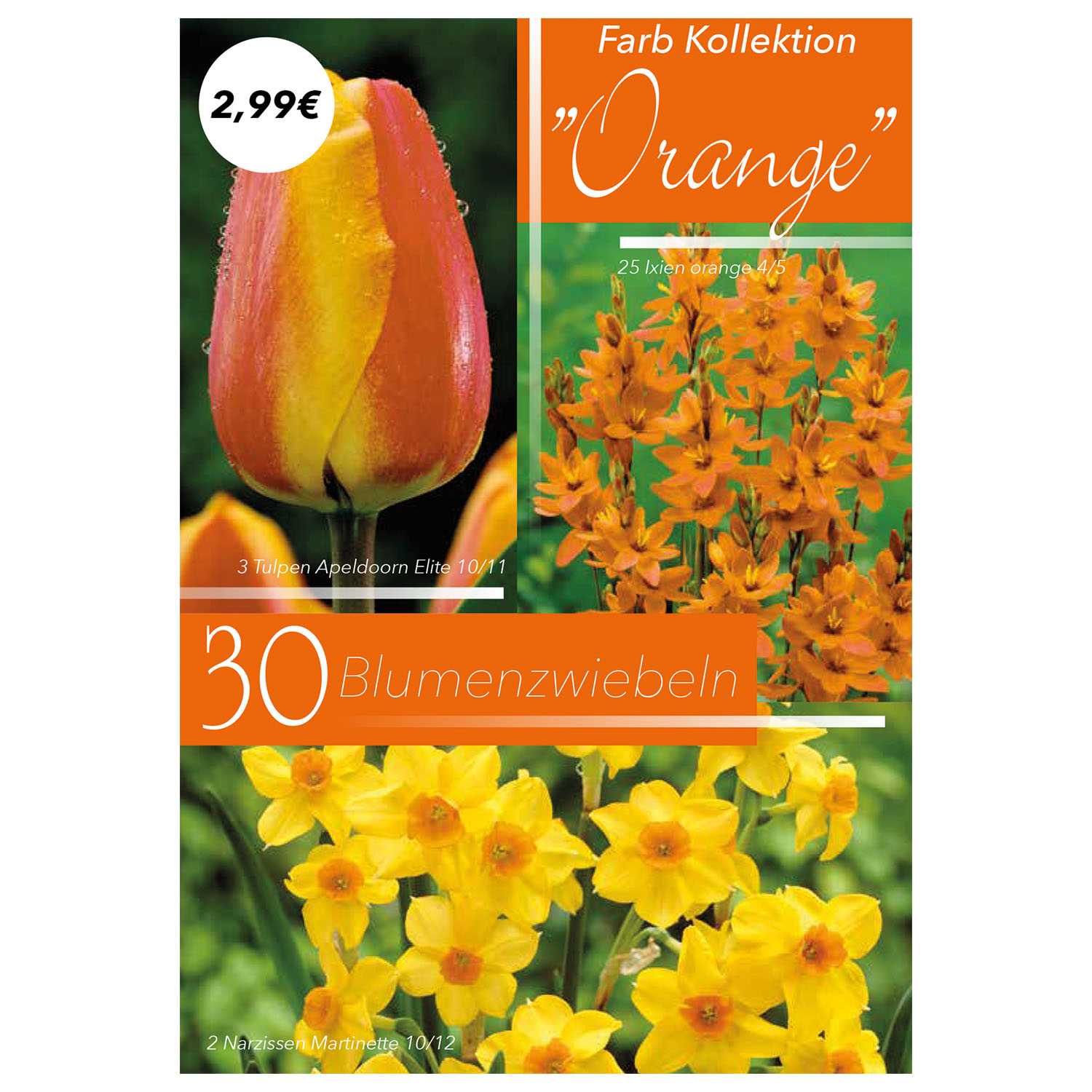 Blumenzwiebeln Farbenharmonie 5fach