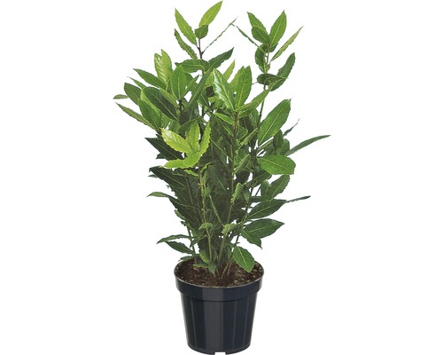 Laurier FloraSelf Laurus nobilis H 10-20 cm Ø 12 cm