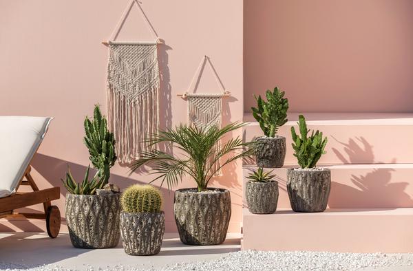 Feigenkaktus - Opuntia consolea