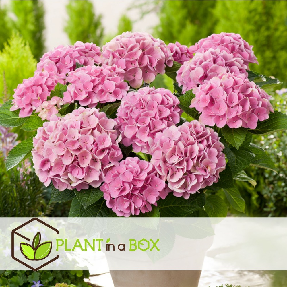 Hydrangea macrophylla - mélange de 3 - hortensia - pot 9cm - hauteur 25-40cm