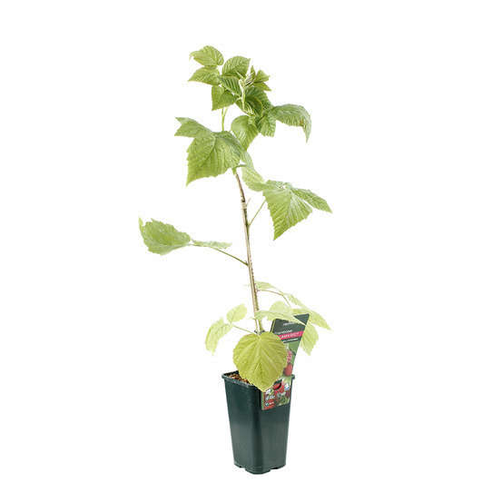Framboisier Tulamagic® 'Fruatfri' : pot de 1,5 litres