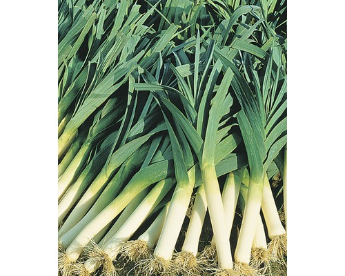 Prei FloraSelf 20-delige tray