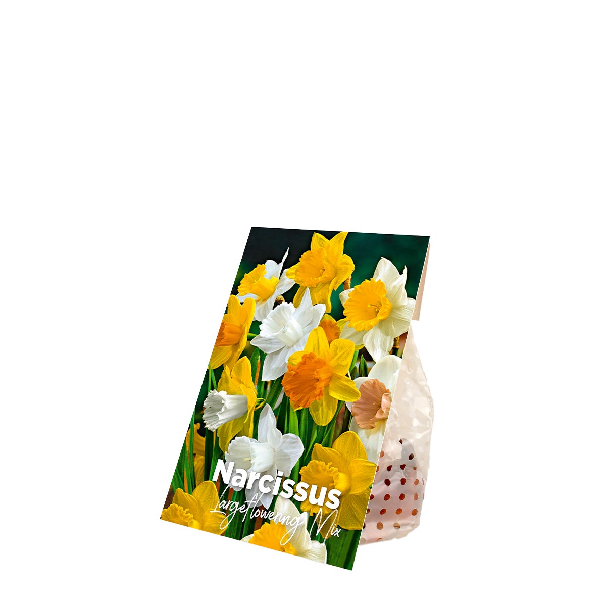 Bloomique – 15-pack – Narcis – Narcis – grootbloemige mix – kleurenmix – bloembollen – voorjaarsbloeiers – vaste planten – wordt 35–45 cm hoog