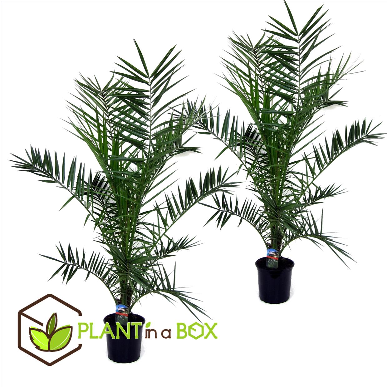 Phoenix canariensis - set de 2 - palmier dattier - pot 19cm - hauteur 80-100cm