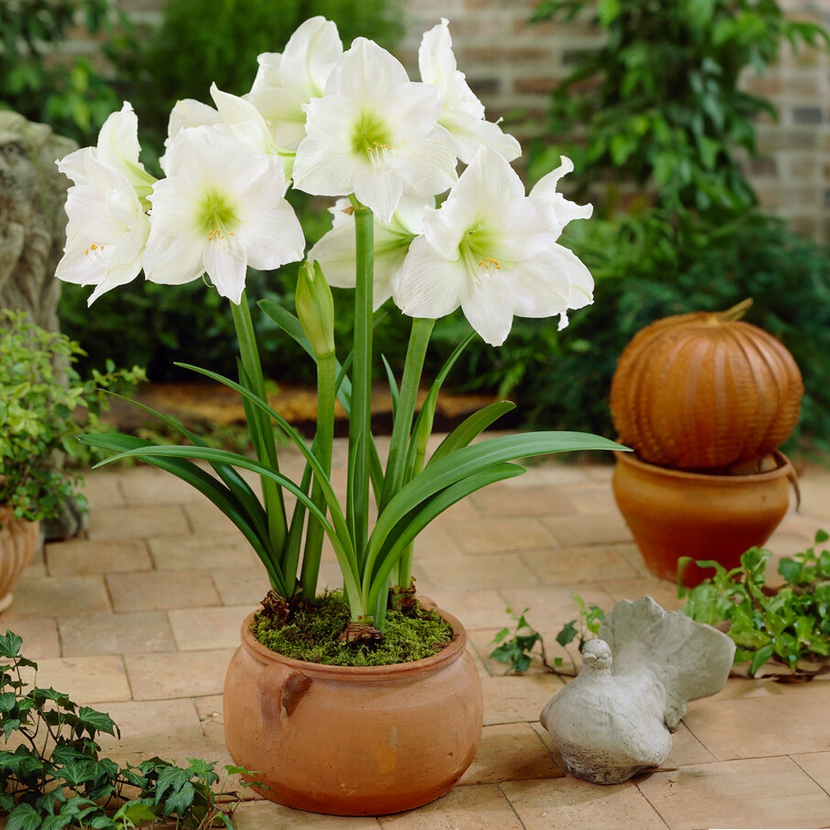 Bloomique – Set van 2 – Wax Amaryllisbollen – Witte fluwelen coating – Bloembol – Niet geschikt om water te geven – Kerstdecoratie – 15–25 cm hoog bij levering – Groeit tot 40–60 cm hoog – 10 cm diameter