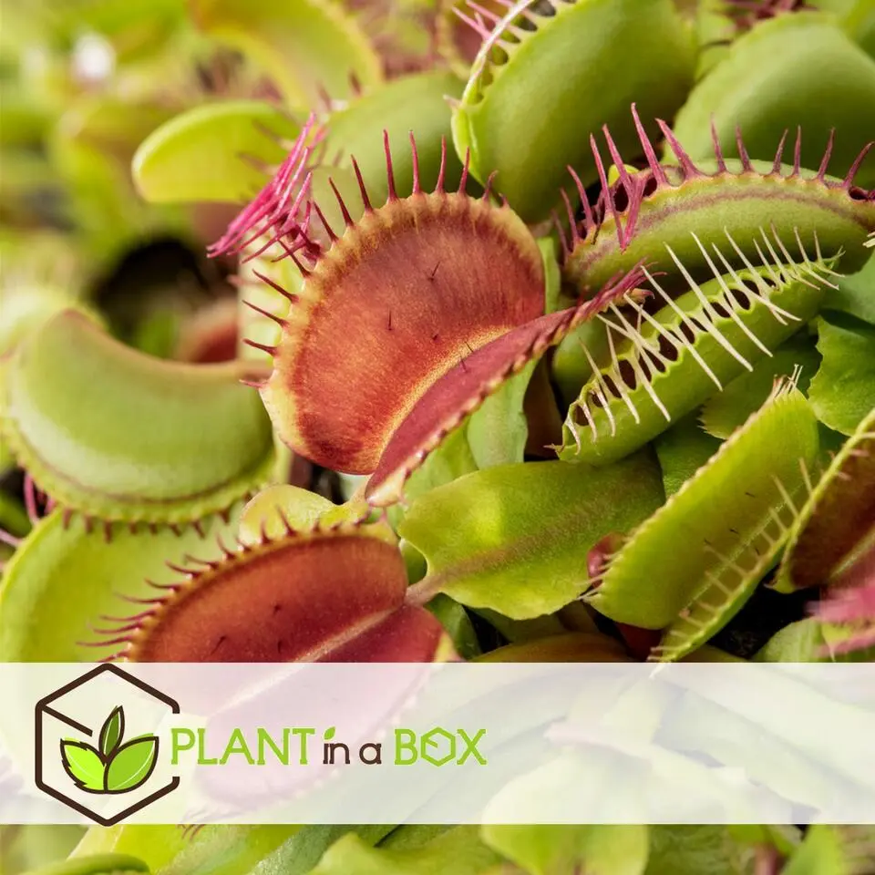 Venus vliegenvanger - Set van 3 - Dionaea muscipula - Hoogte 5-15cm - ⌀5,5cm