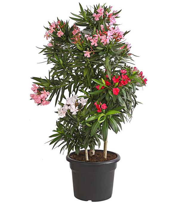 Oleander-Trio