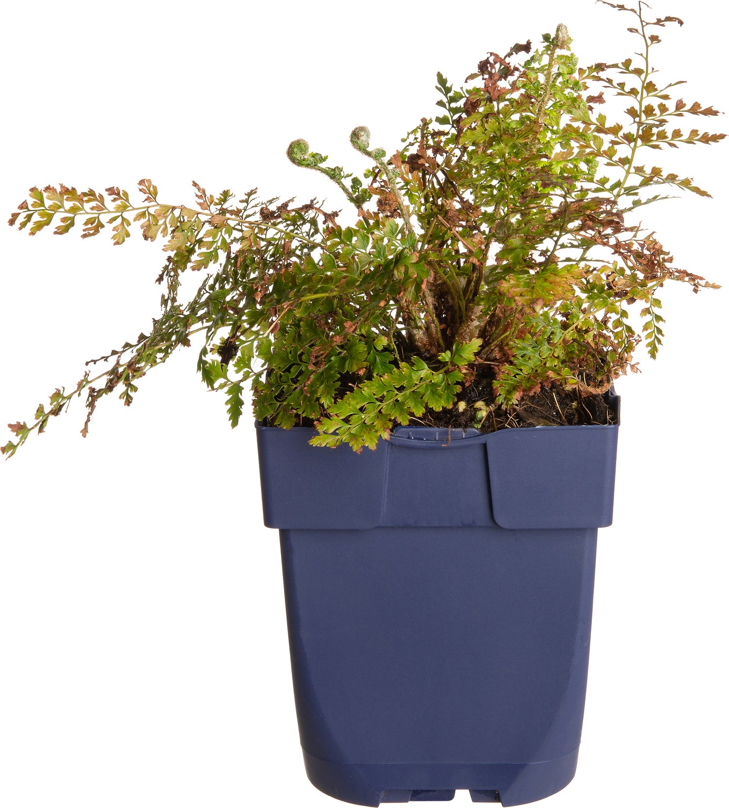 Zachte naaldvaren (Polystichum setiferum 'Herrenhausen') D 9 H 15 cm