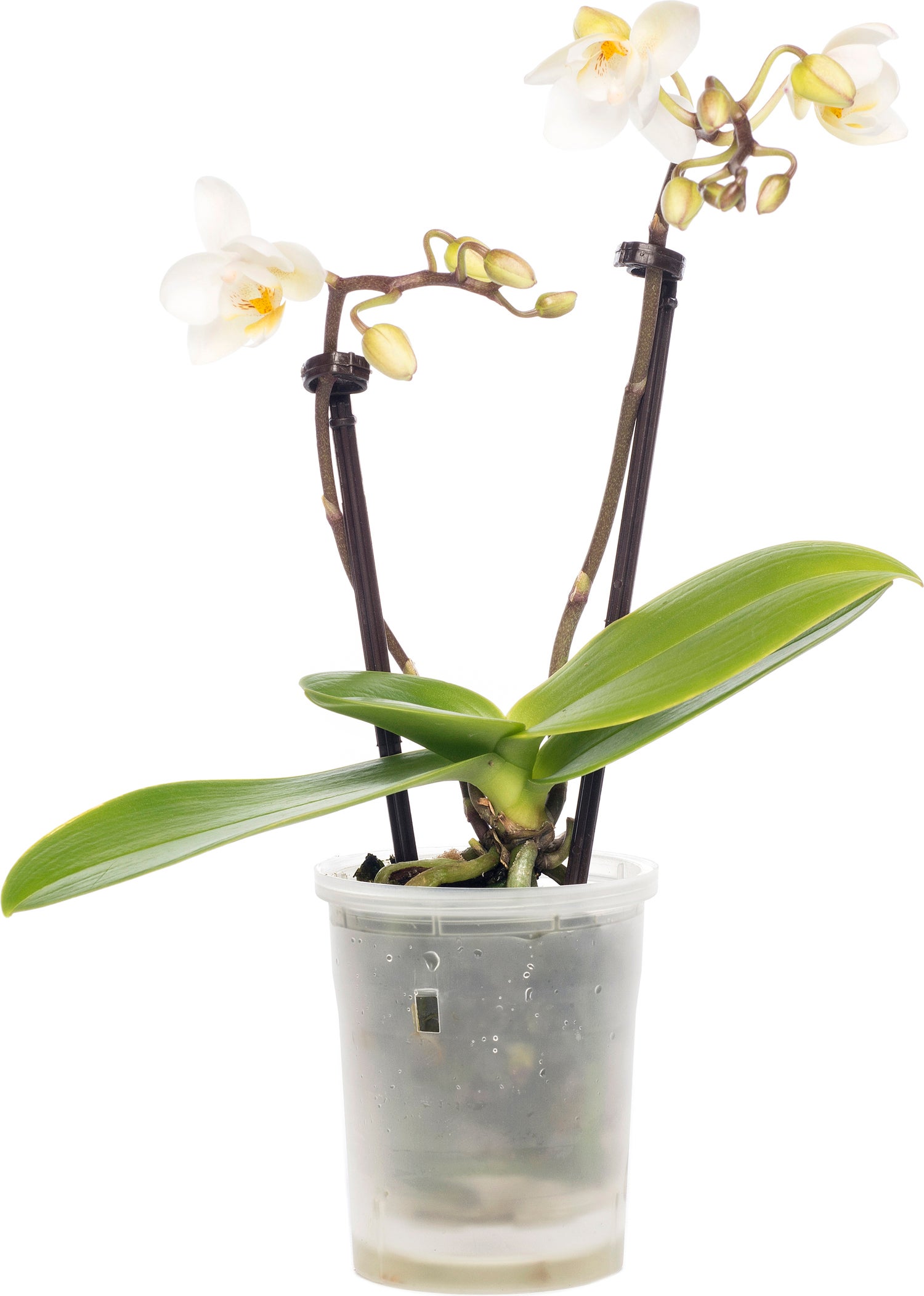 Vlinderorchidee (Phalaenopsis 'Little Lady') D 6 H 18 cm