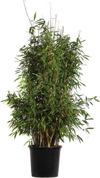 Bamboe (Fargesia murieliae 'Winter Black') D 29 H 80 cm