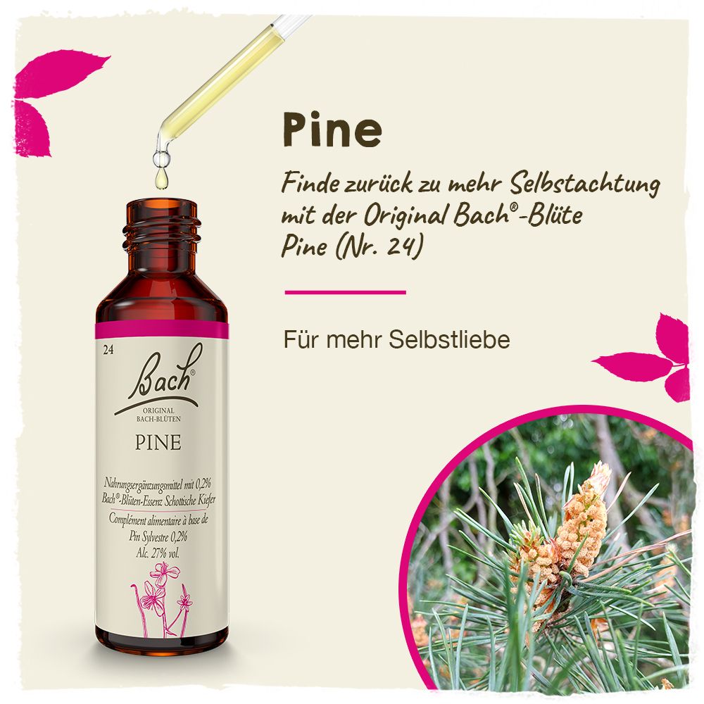BACH®-BLÜTE PINE (Schottische Kiefer)