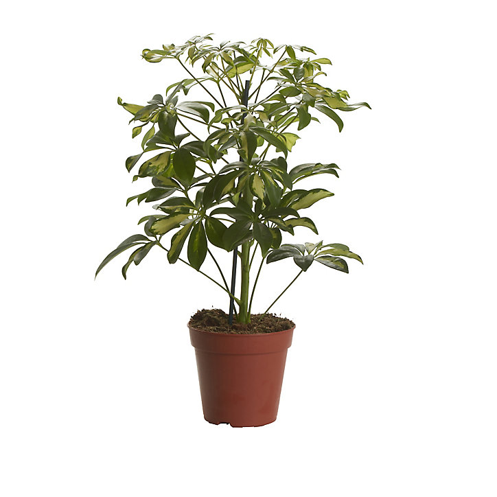 Arbre Parasol, assortiment, 13cm