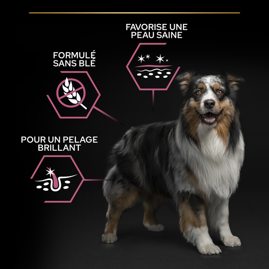 Croquettes chien adulte peau sensible Super Premium - 3 kg