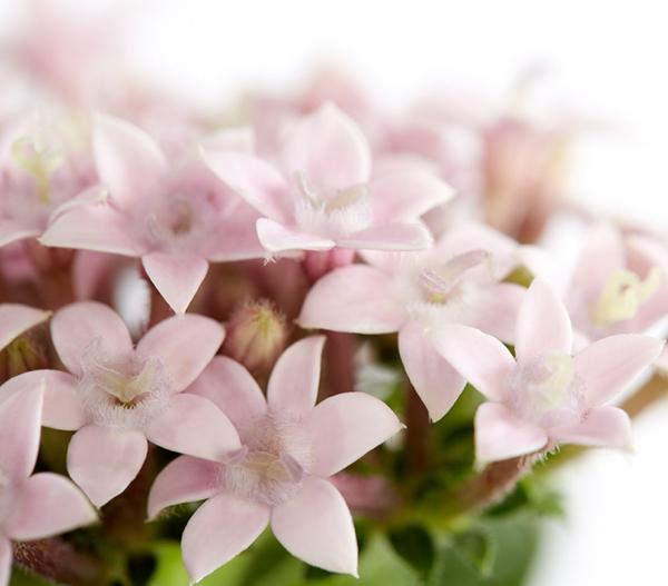 Fünfzahlstrauch - Pentas lanceolata,