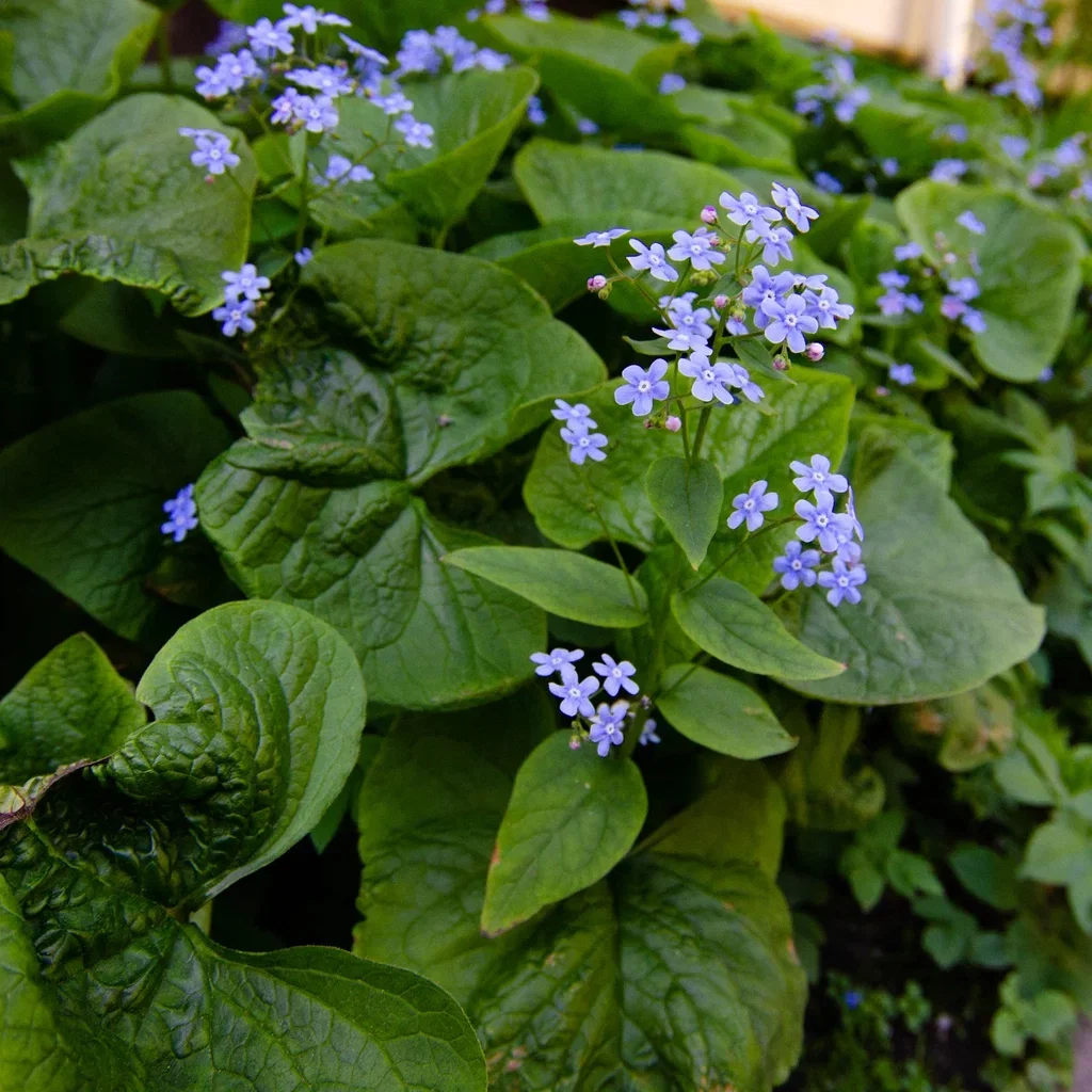 Brunnera macrophylla Forglemmegeisøster Ø11 cm
