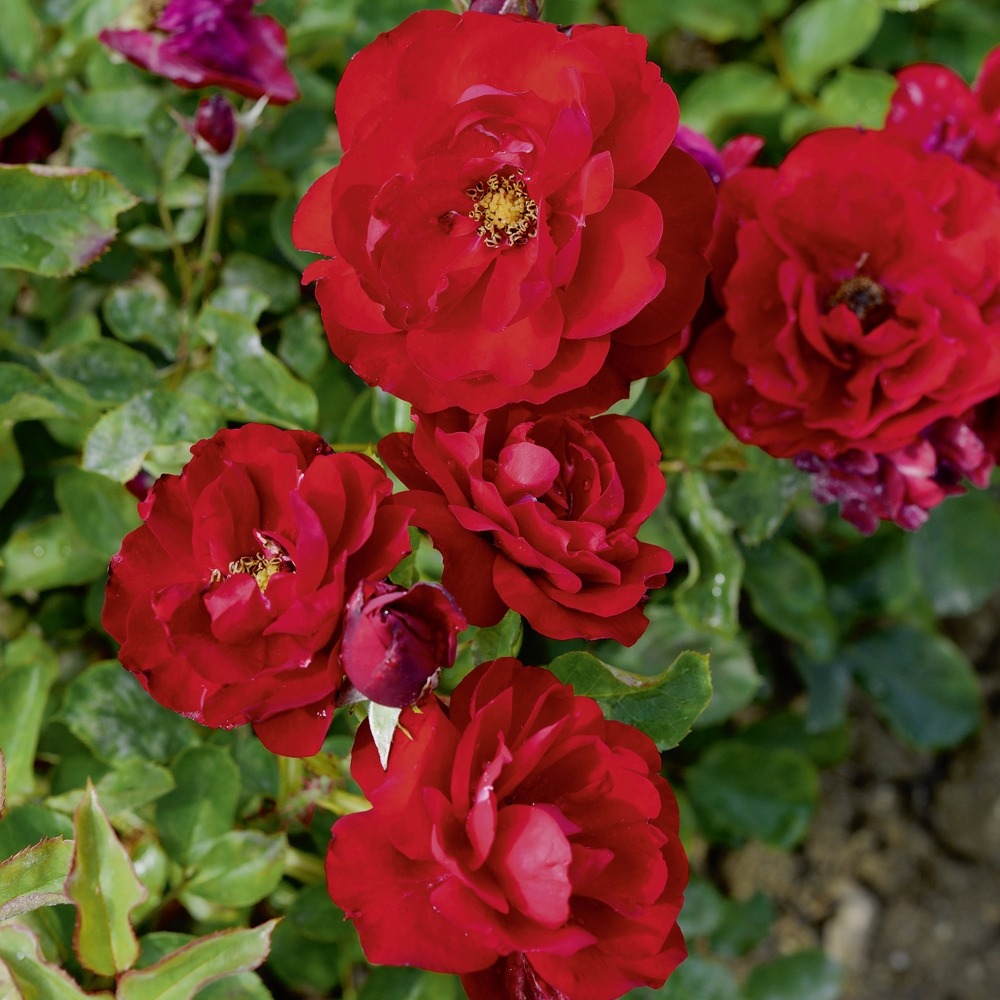 Rosier lili marlene sans motte