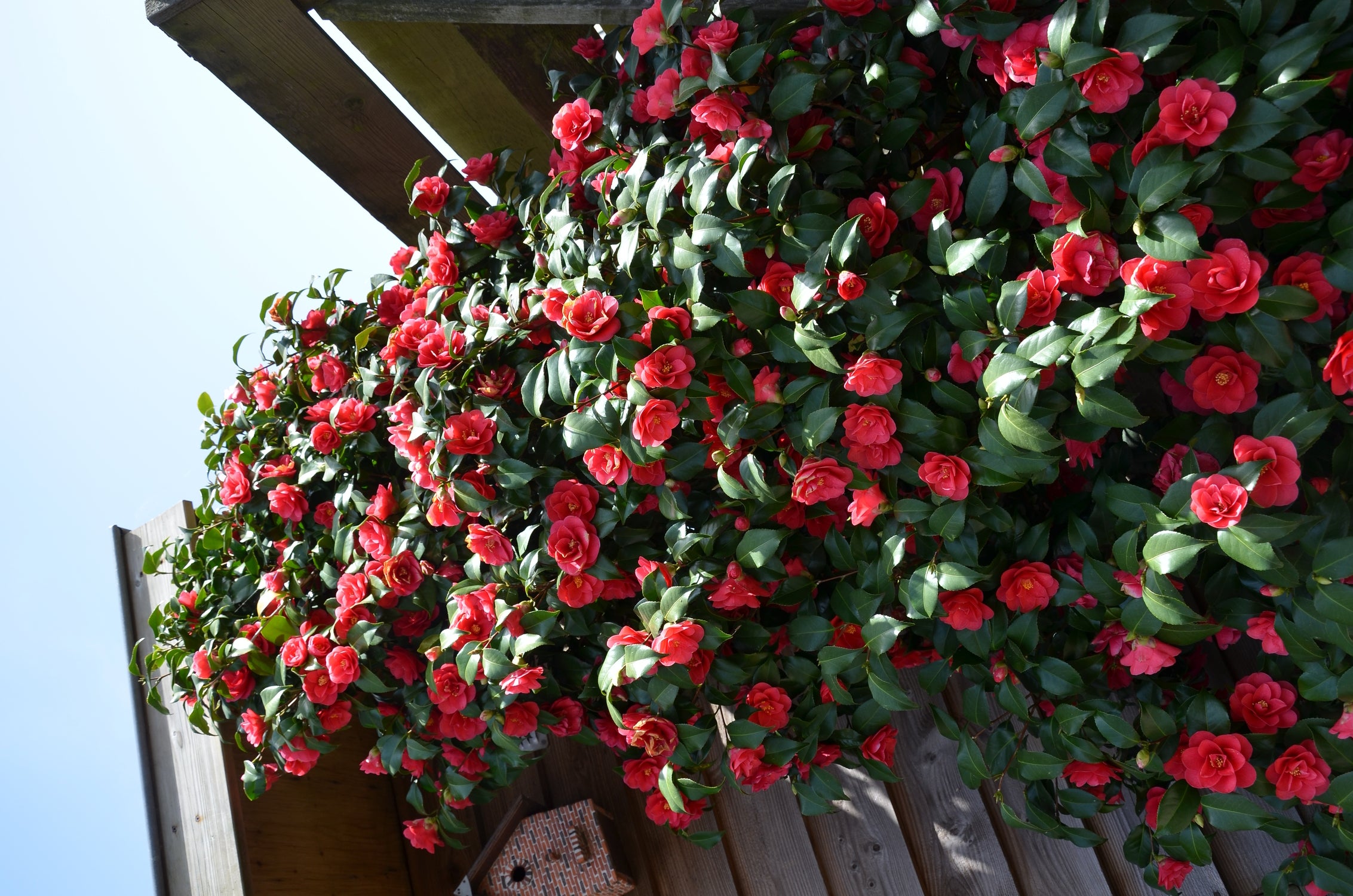 Japanse Roos (Camellia reticulata 'Mary Williams') D 19 H 55 cm