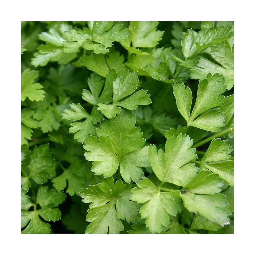 Graines de persil commun 2/petroselinum crispum commun 2[-]présemée
