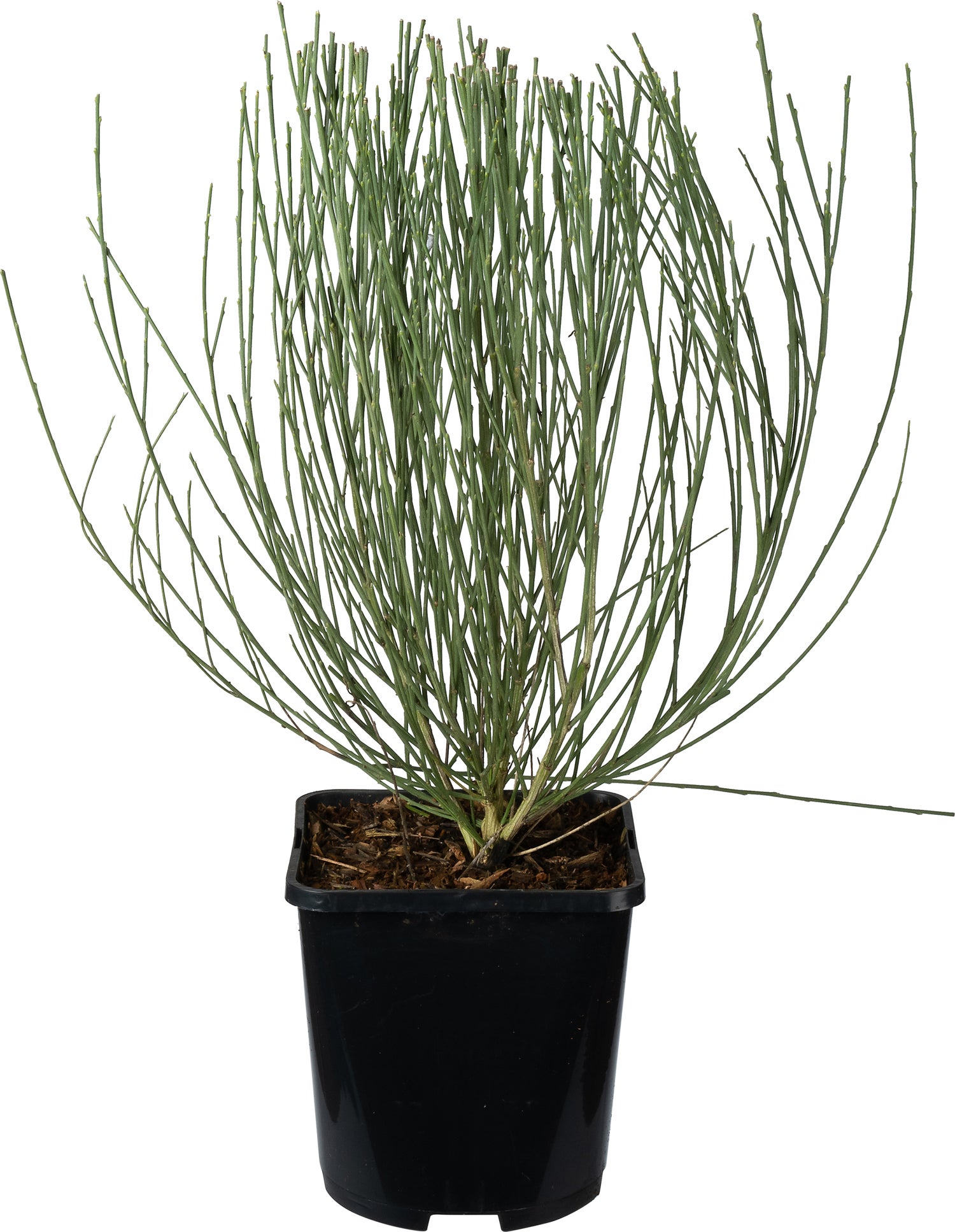 Brem (Cytisus 'Allgold') D 14 H 35 cm