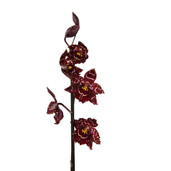 Orchidée Cambria 2 tiges - pot D.12 cm