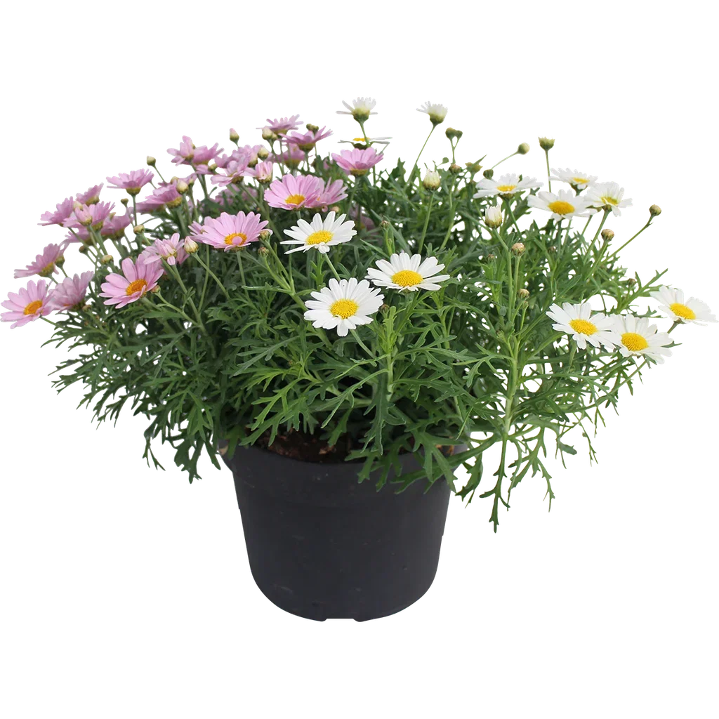 Argyranthemum Romantic G. 19 c Margeritt miks i potte Ø19 cm