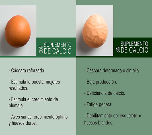 Finca Casarejo Conchilla Plus ração de ostras para frangos
