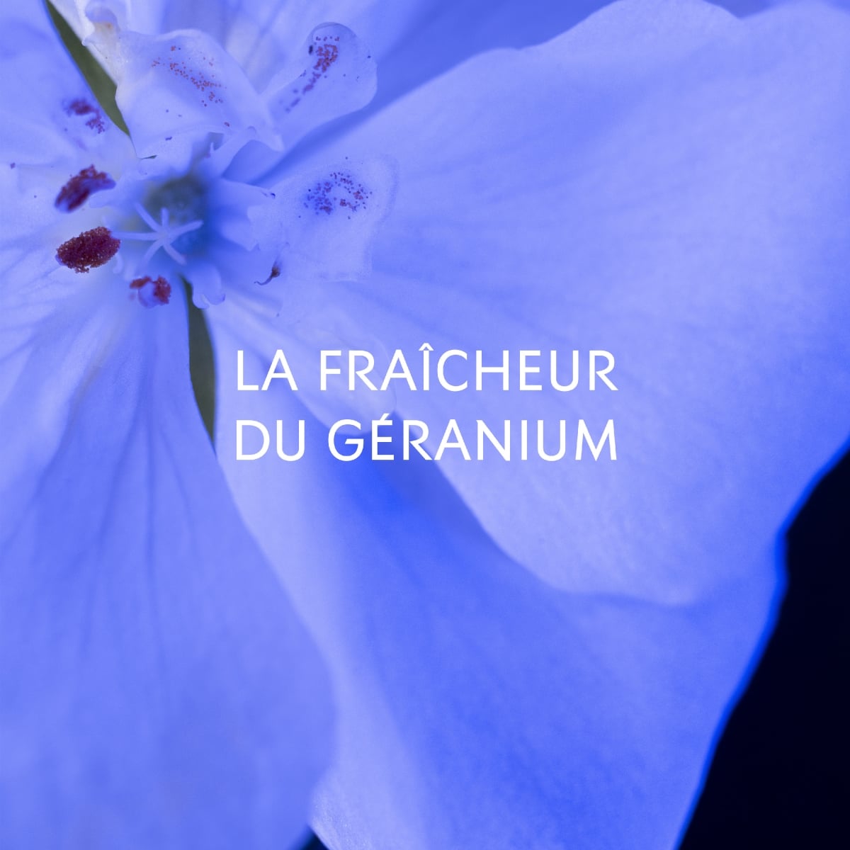 YVES SAINT LAURENT Y Le Parfum Eau de Parfum