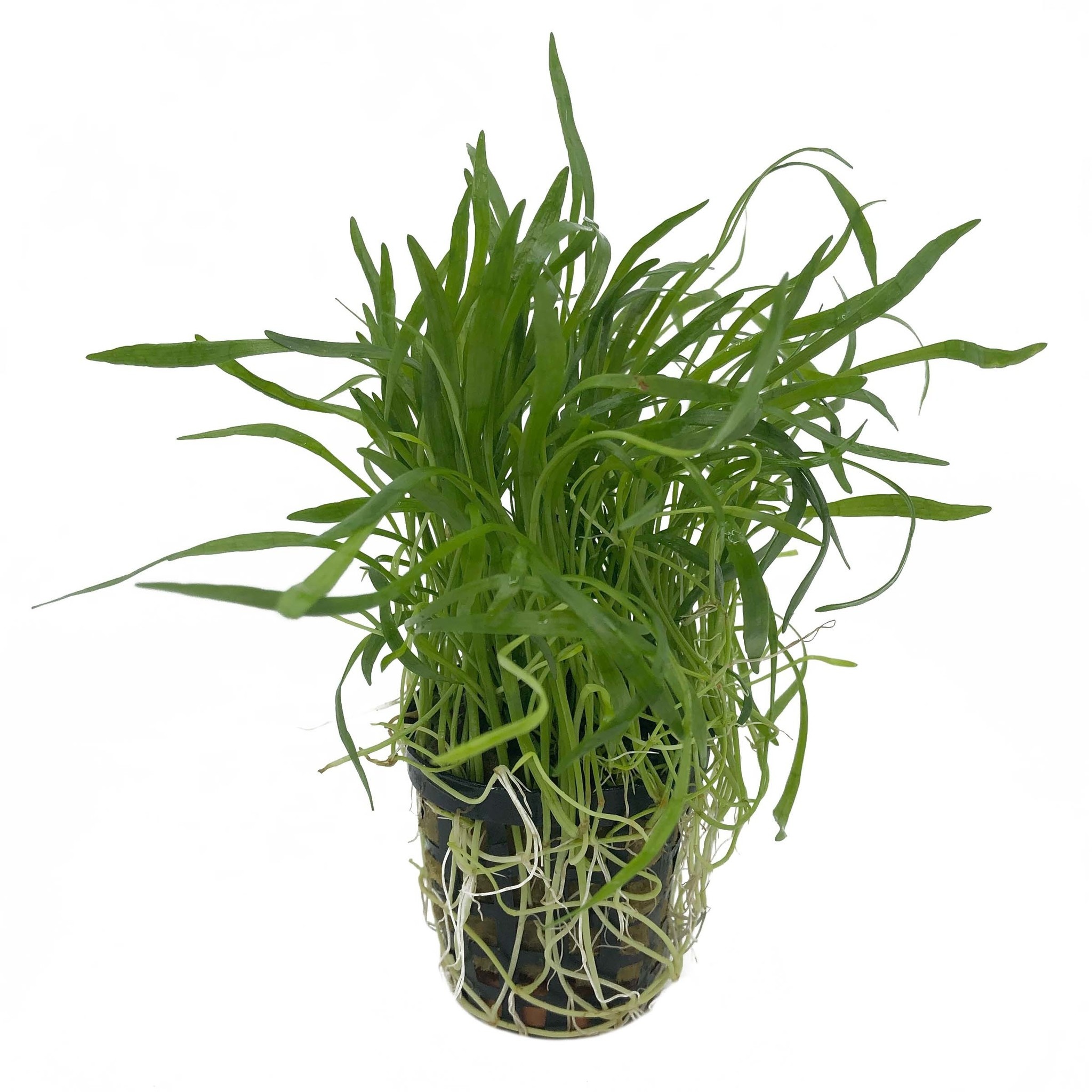 Scapers Rock Bundel  | Aquariumdecoratie Waterplanten