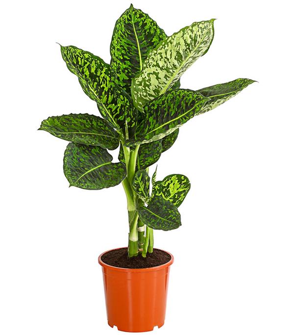 Dieffenbachie - Dieffenbachia seguine