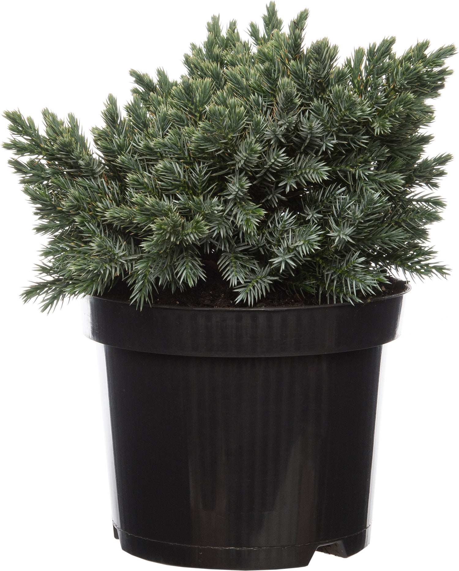Jeneverbes (Juniperus squamata 'Blue Star') D 17 H 15 cm