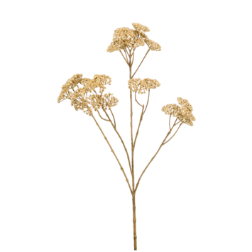 Achillea spray cream 72cm
