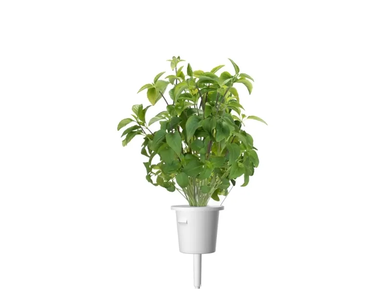 Click & Grow-frø til Smart Pot - taiwanesisk basilikum (SGR37X3) 3 stk.