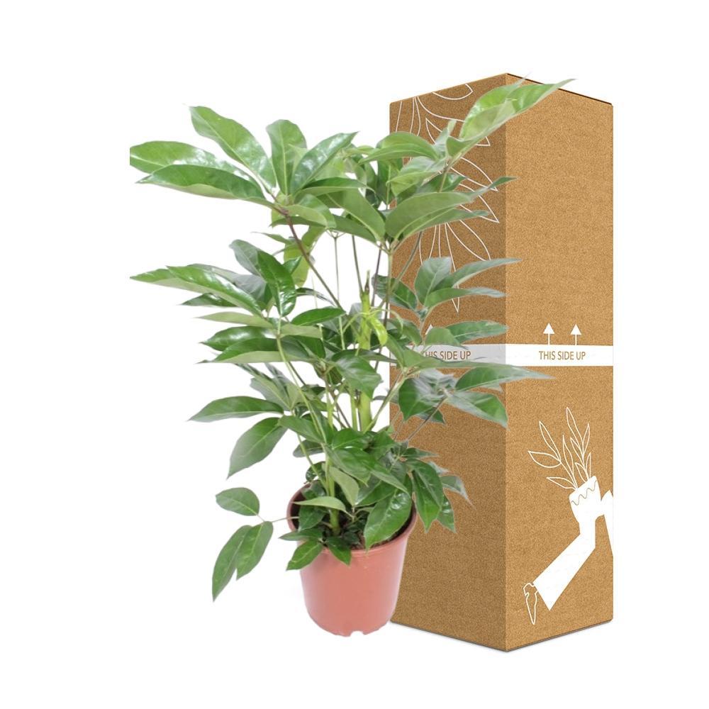 Plante d'intérieur - schefflera actinophylla 'amate' 100.0cm
