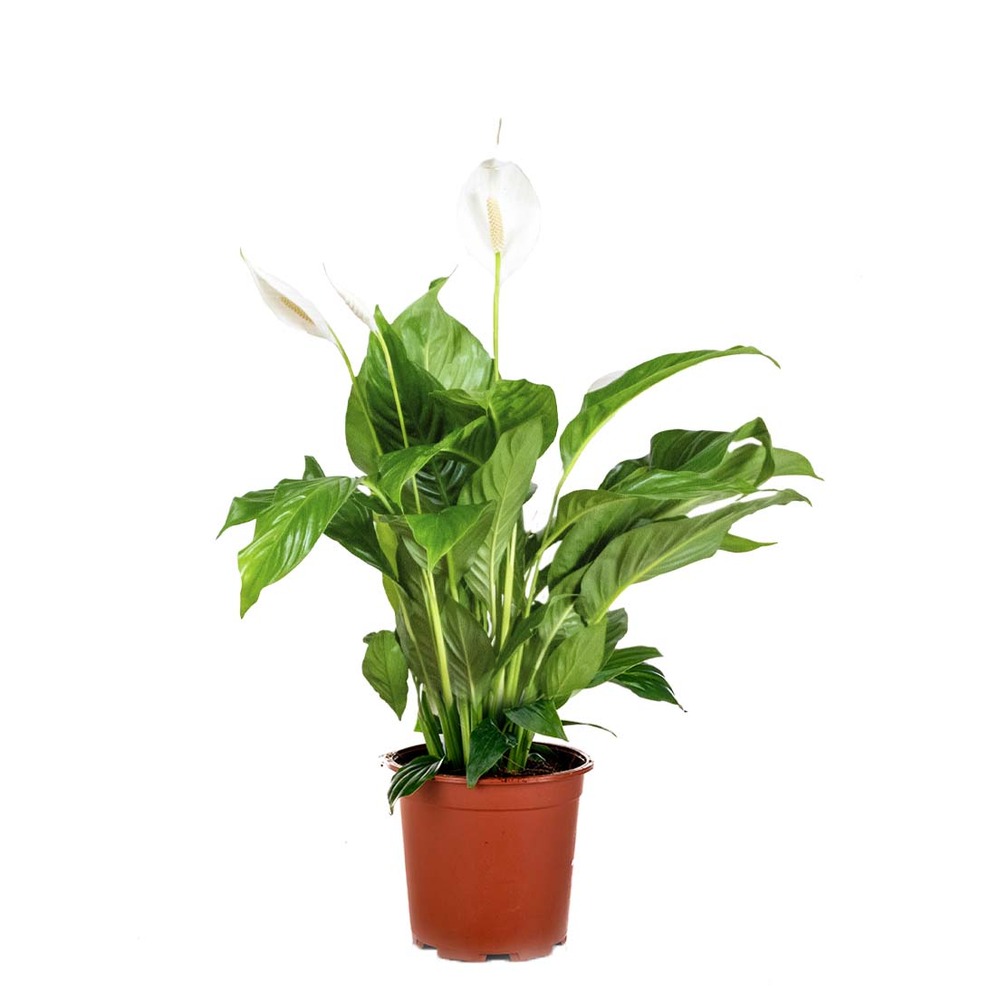 Spathiphyllum bingo cupido - peace lily - plante d'intérieur - purificateur d'air ⌀17 cm⌀65-75 cm