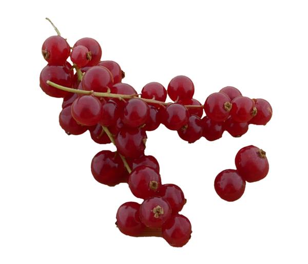 Bio Johannisbeere 'Rovada'