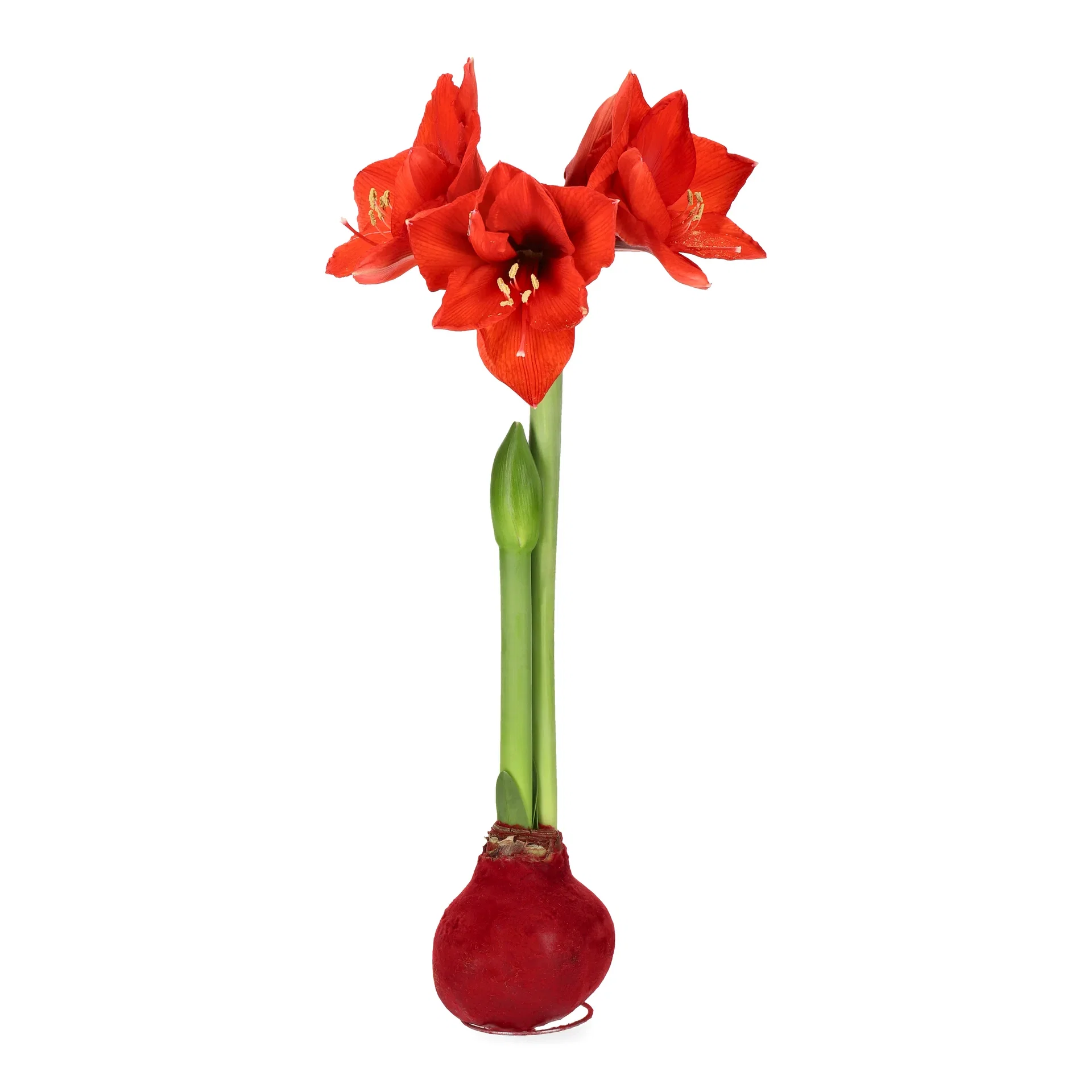 Hippeastrum x hortorum Vokset amaryllisløk Omkrets 32 cm