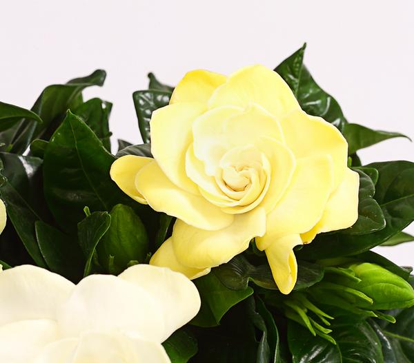 Gardenie - Gardenia jasminoides, creme