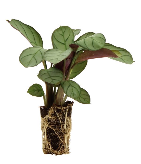 Flaschengarten DIY-Set Tropisches Paradies,