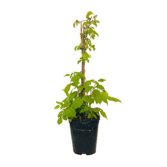 Framboisier 'Héritage' bio : pot de 3 litres